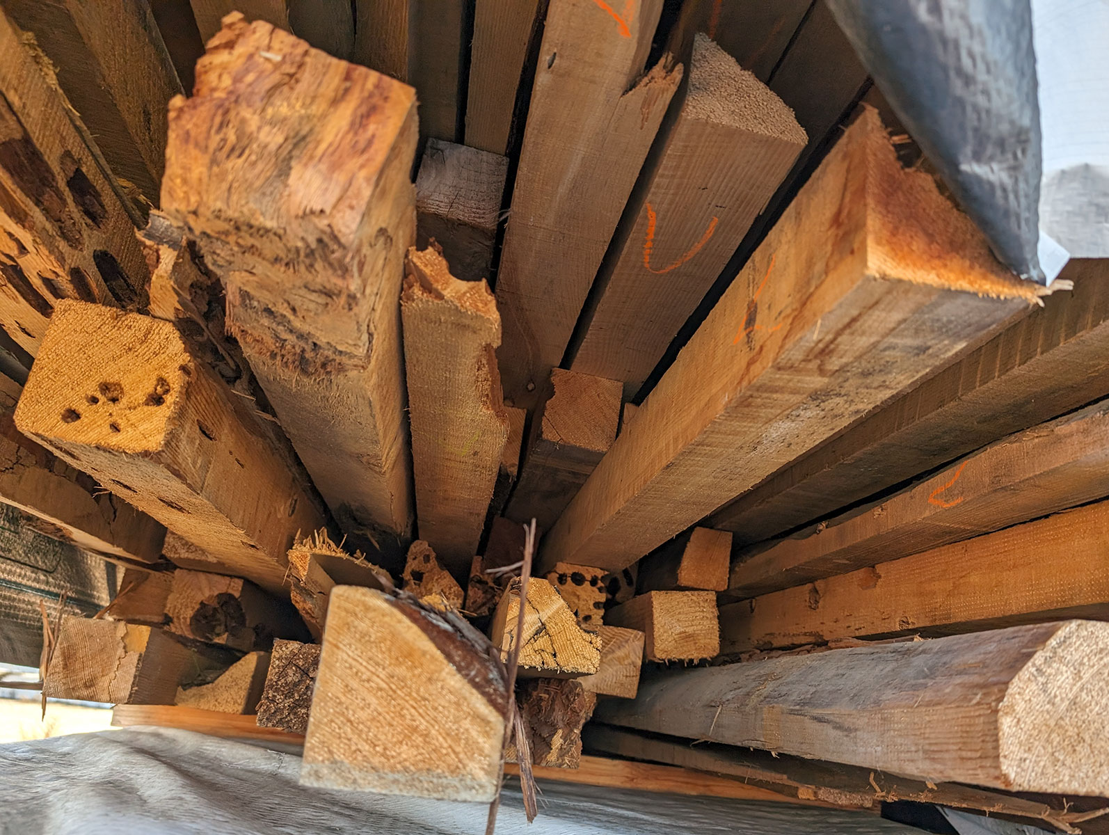 Cedar Pencil outs